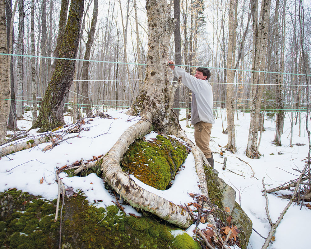 Sève végétale / Tree sap